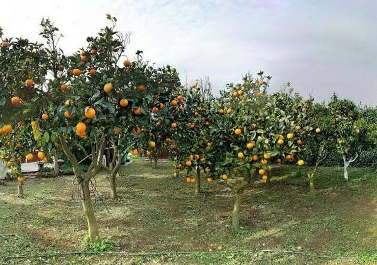 Вилла "Sa Domo De Sos Aranzos" Санта-Мария-ла-Пальма Экстерьер фото